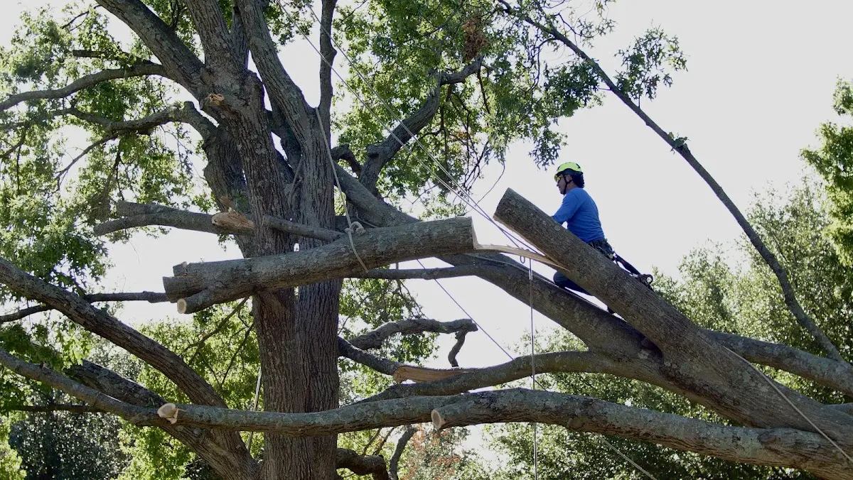 Professional Crown Thinning performed by certified arborists in Calera